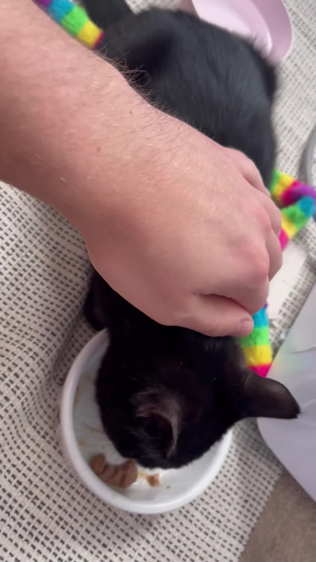 Mixed Breed cats for sale: Kitten 1 & Kitten 2 in Wallingford - Video 1