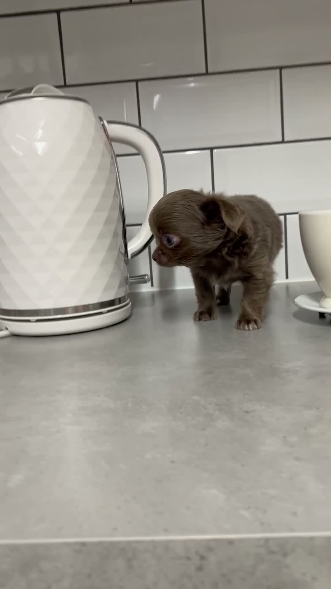 Chihuahua dogs for sale: Long-Haired Precious Tiny Chelsea Chihuahuas  - Video 4