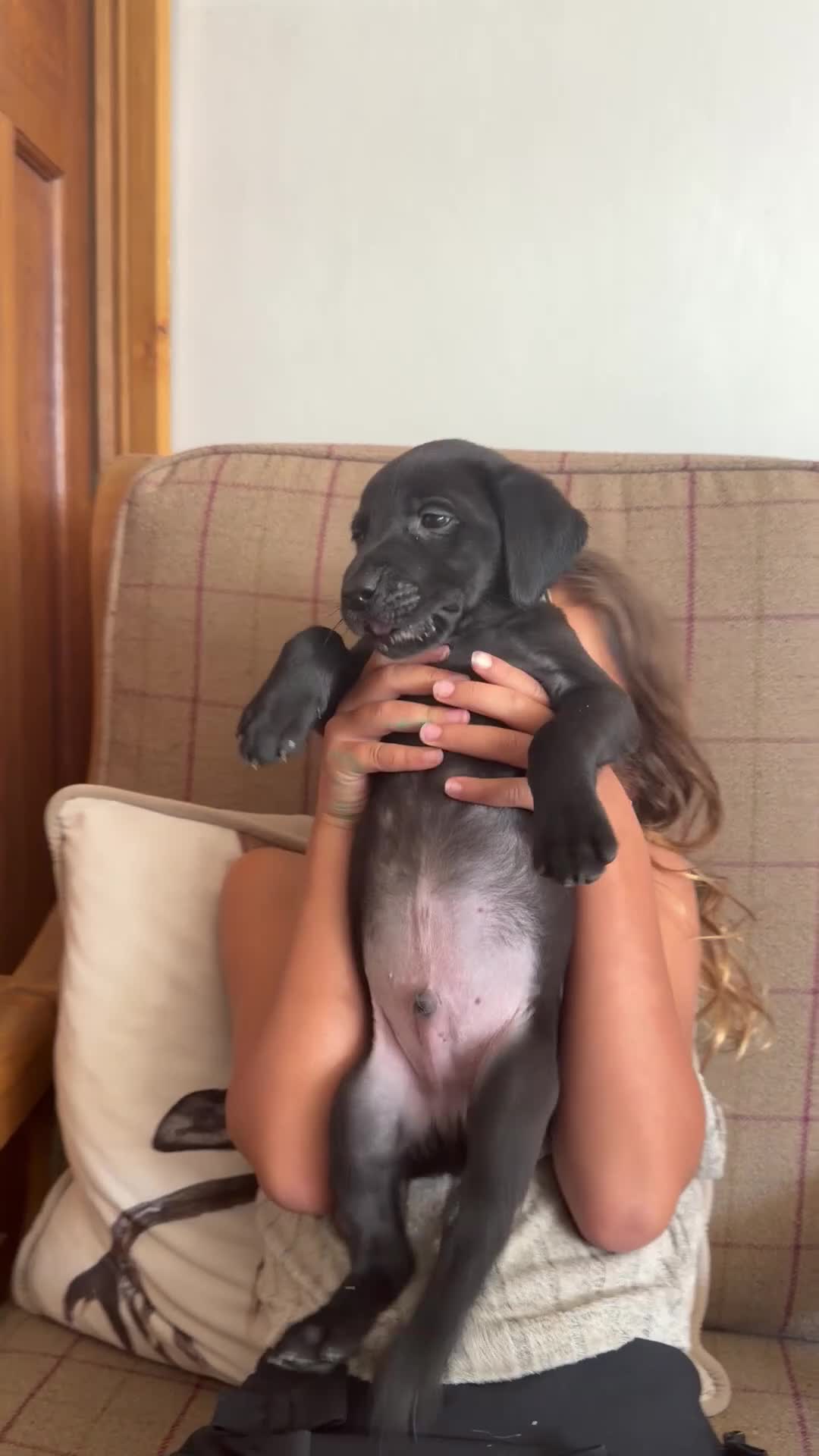 Labrador Retriever dogs for sale: 5 black Labrador puppies (males) for sale - Video 1