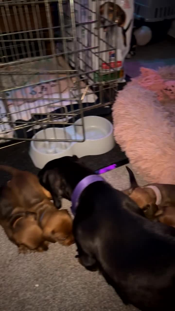Dachshund dogs for sale: Dachshund puppies for sale - Video 2
