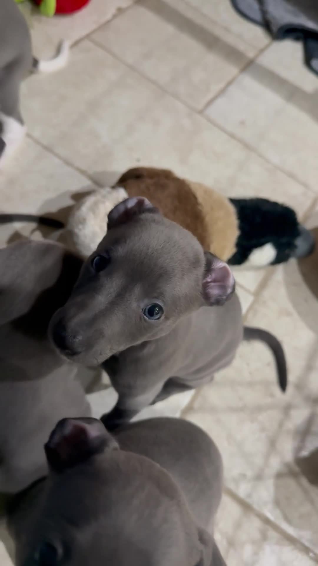 Whippet dogs for sale: Blue whippet puppies - Video 4