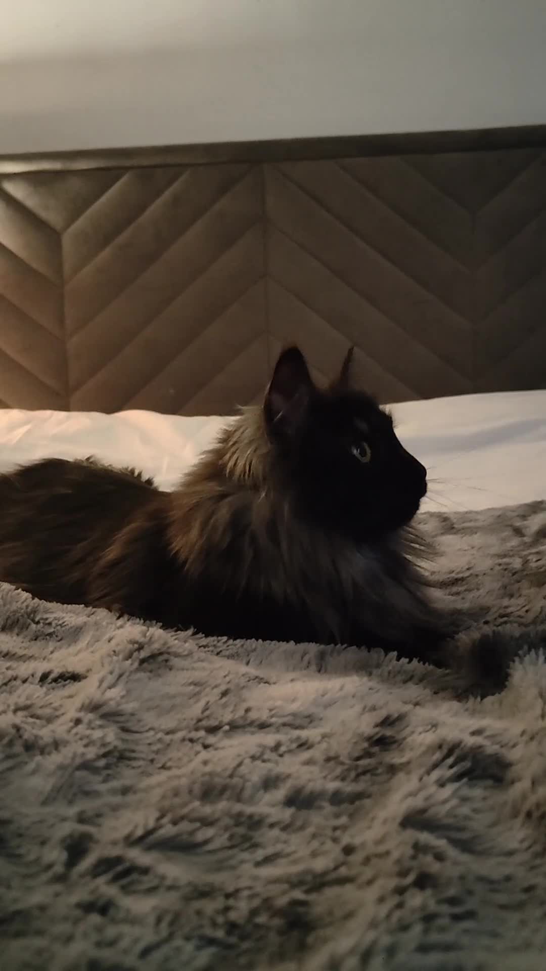 Maine Coon cats for sale: European Mainecoon Cat - Video 2