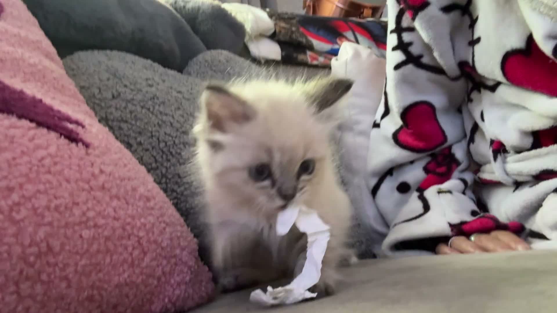 Ragdoll cats for sale: Ragdoll  - Video 3