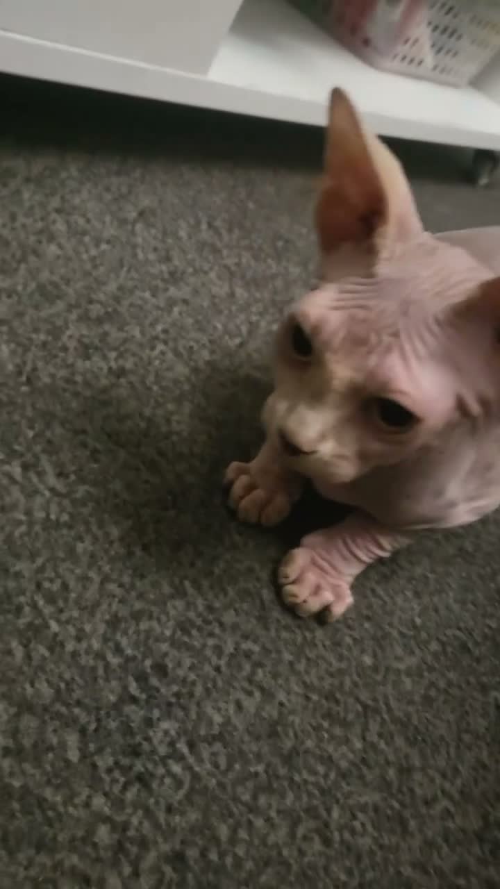 Sphynx cats for sale: Last boy !! Final reduce price🐾 - Video 2