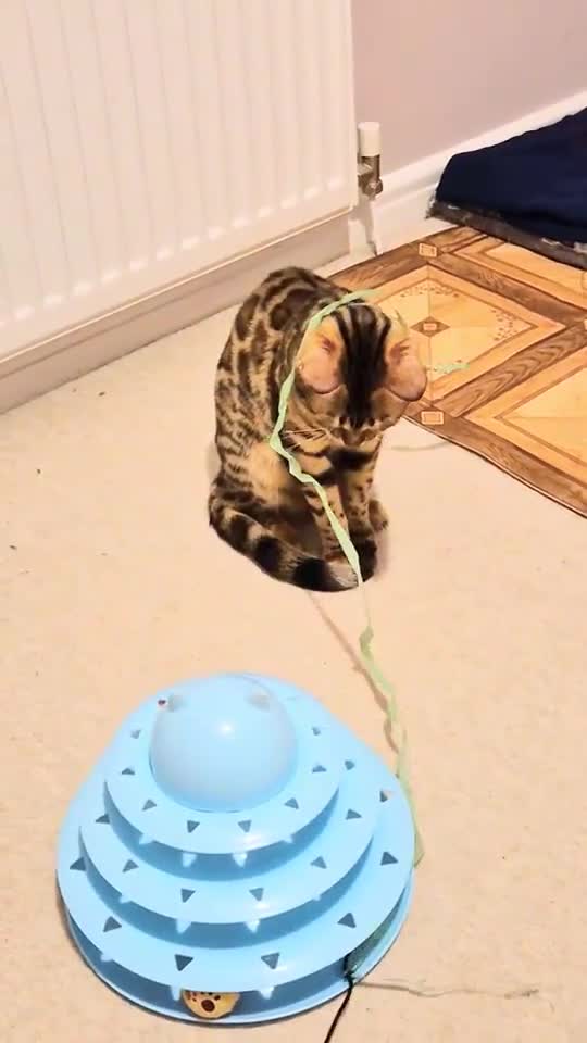 Bengal cats for sale: TICA Active Reg 11mth Bengal Girl  - Video 1