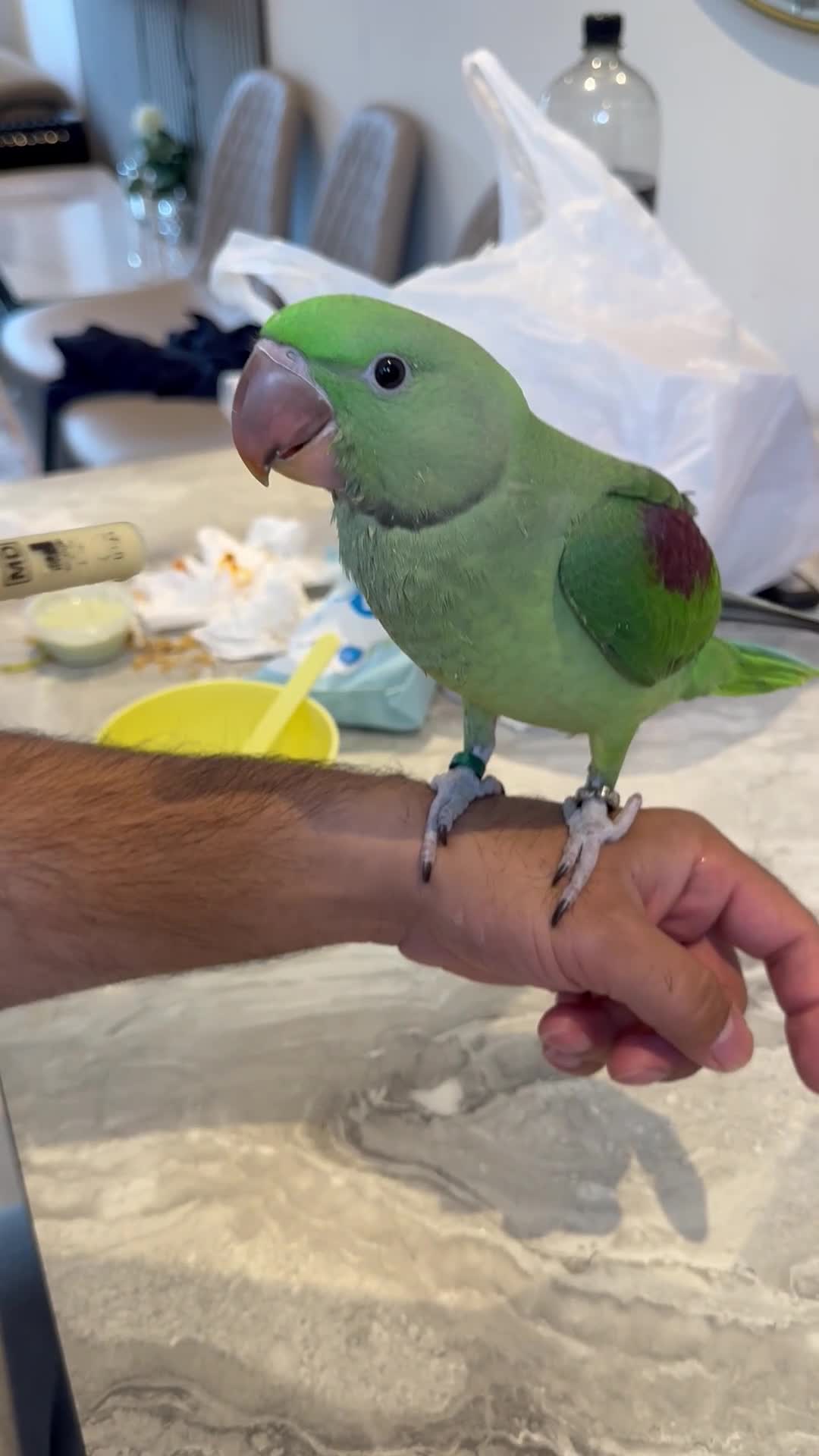 Parrots birds for sale: Alexandrine Parrot (Male) 9 weeks Old!  - Video 3
