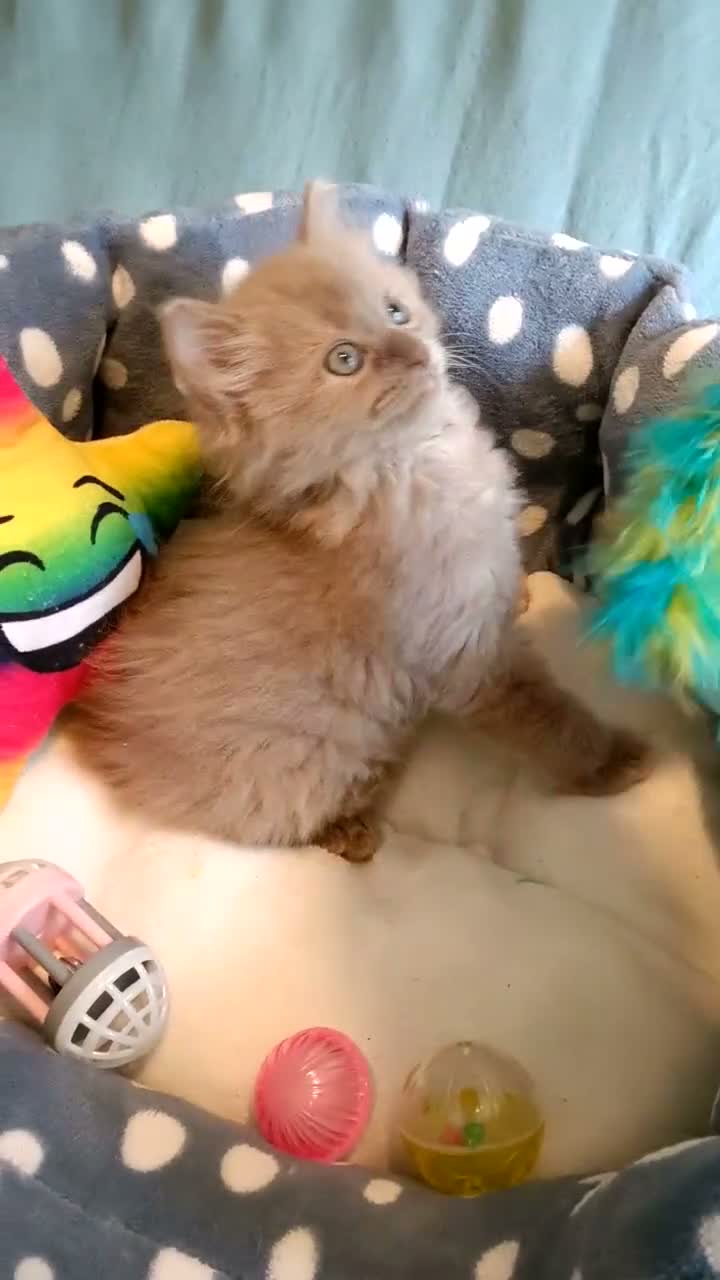 Ragdoll cats for sale: Rare beautiful Solid Fawn girl  in Telford - Video 1