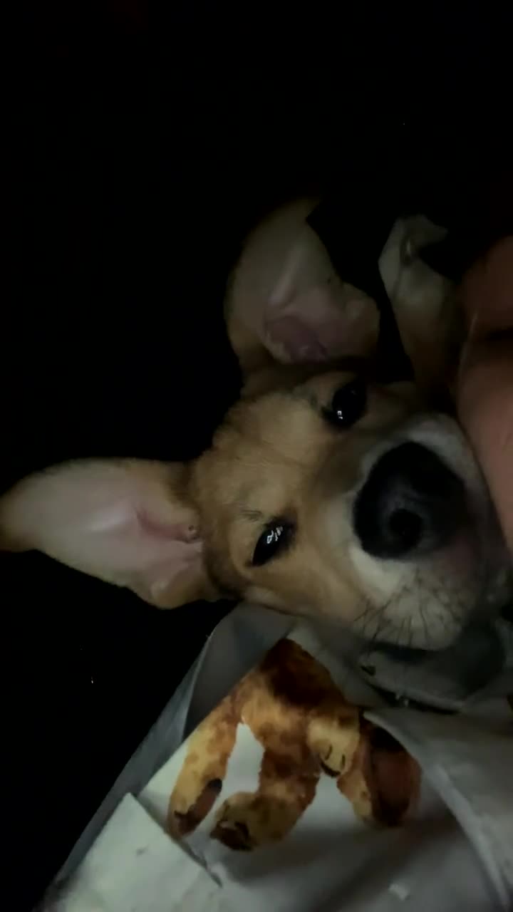 Mixed Breed dogs for sale: Murphy  - Video 4