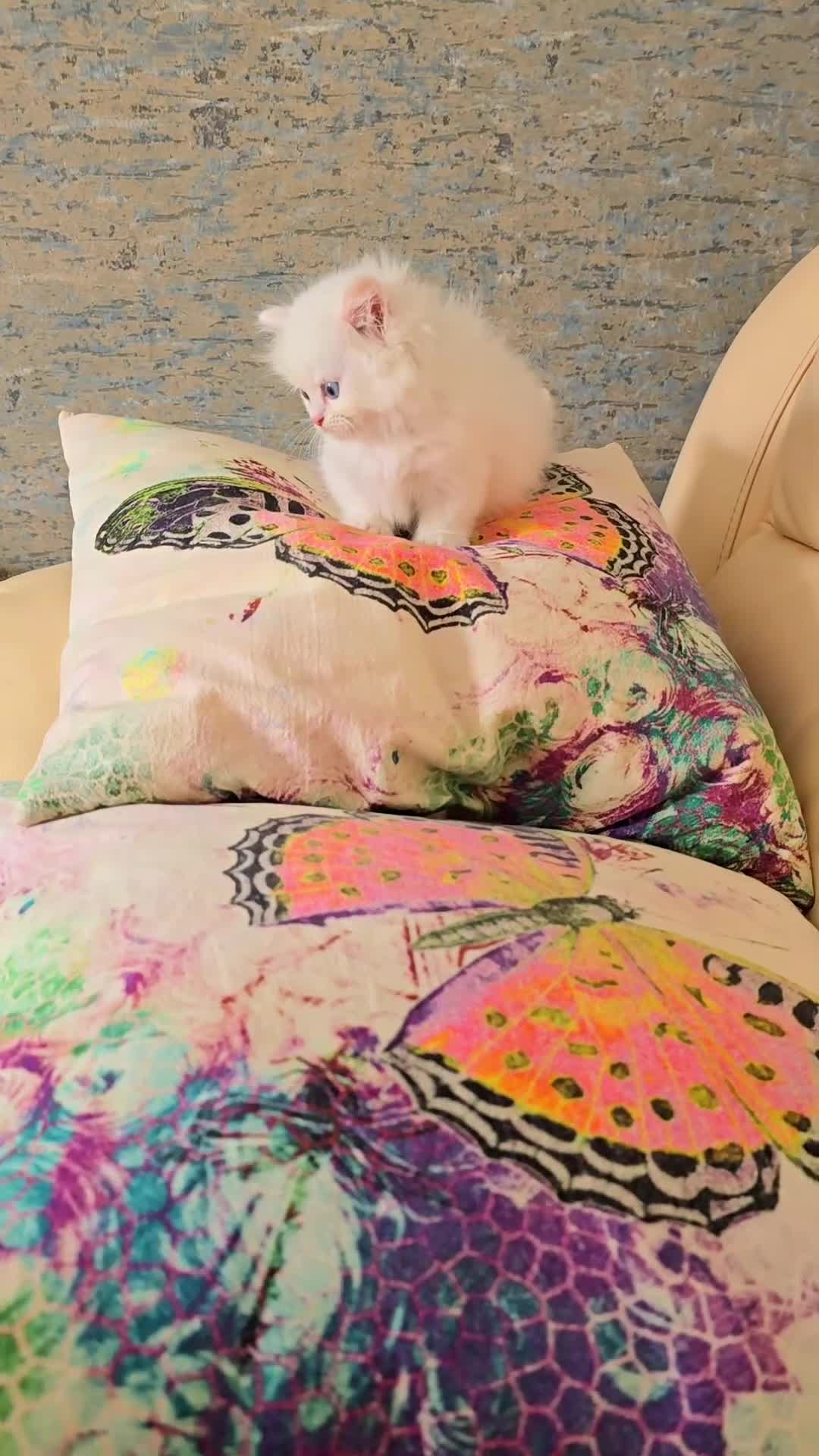 Persian cats for sale: Rare SHORT LEG Persian - Video 3