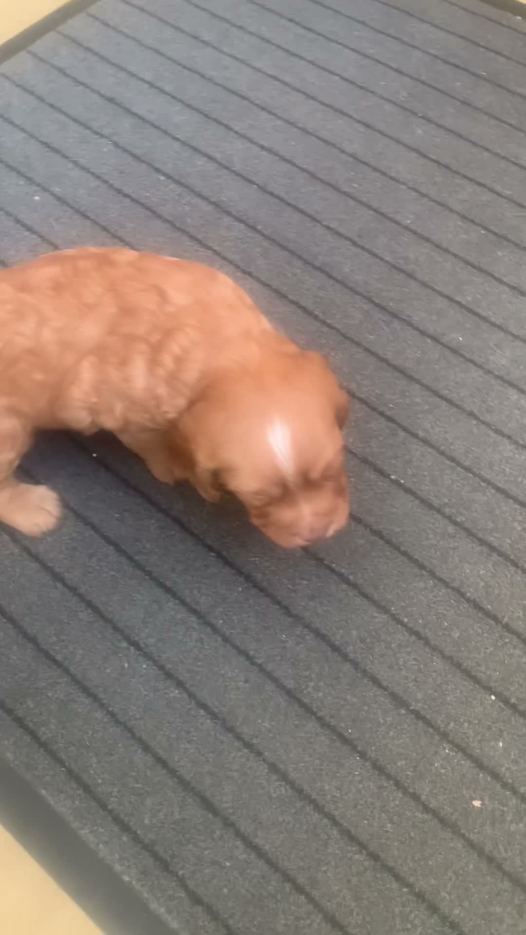 Cocker Spaniel dogs for sale: Cocker spaniel pups - Video 3