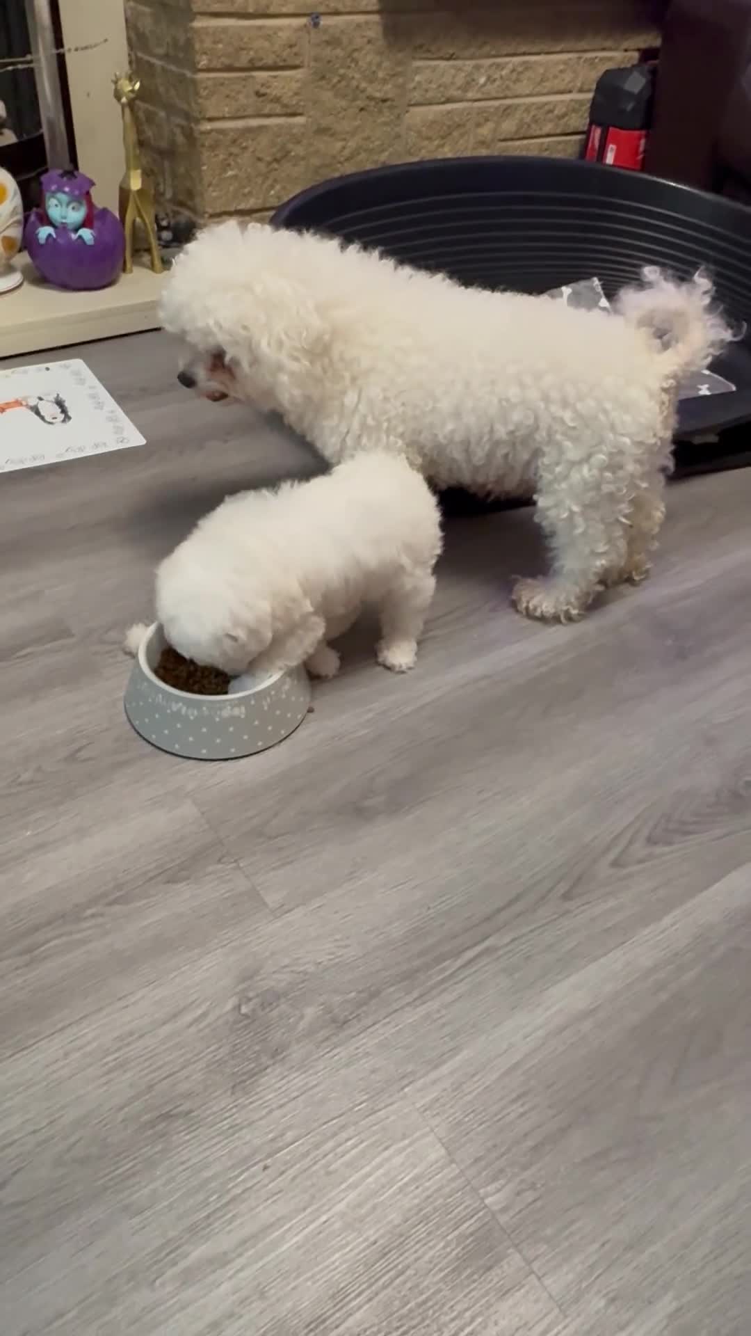 Bichon Frise dogs for sale: champion blood line bichon frise  - Video 1