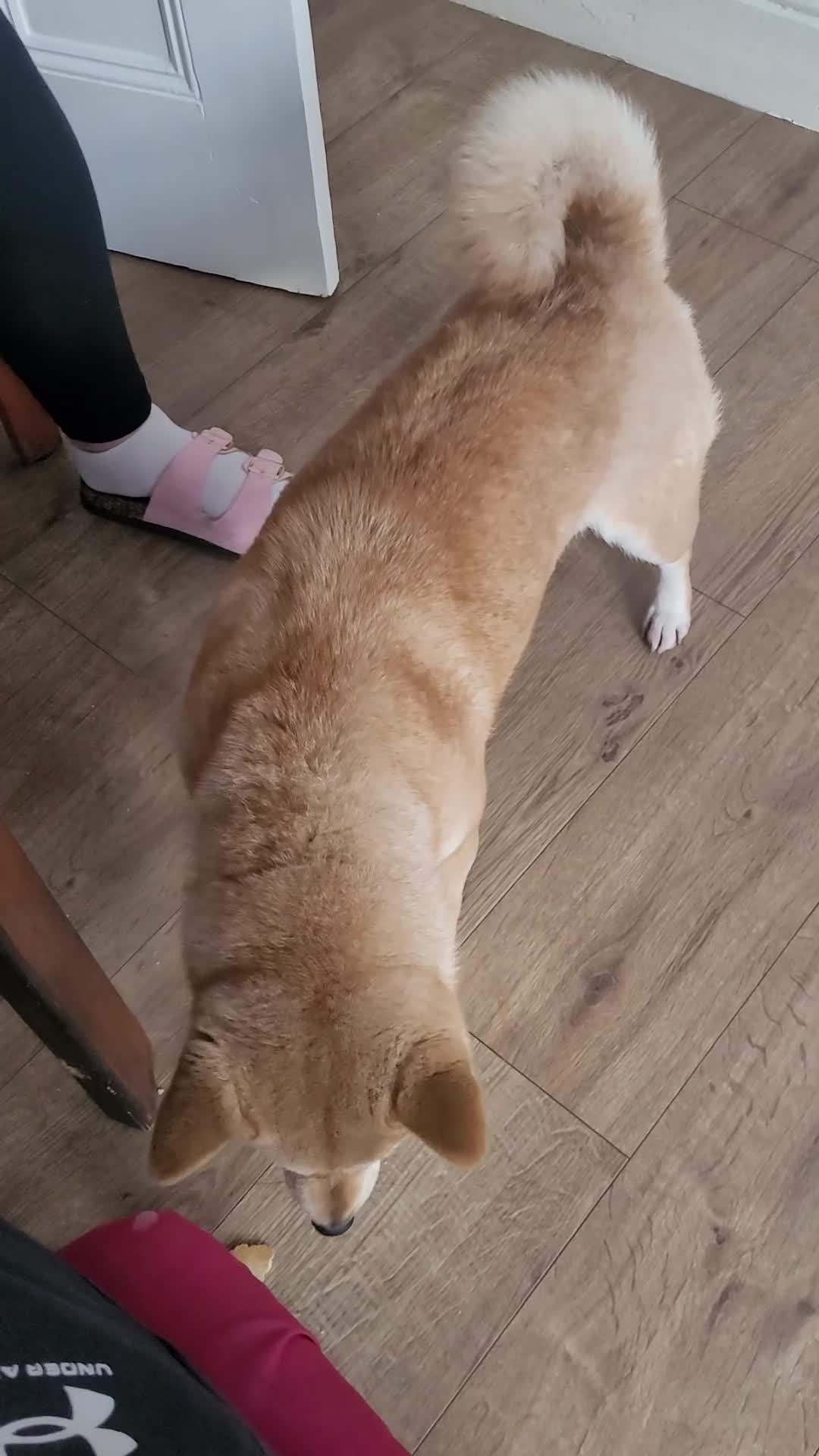 Japanese Shiba Inu dogs for sale: I'm looking for a friendly home  - Video 2