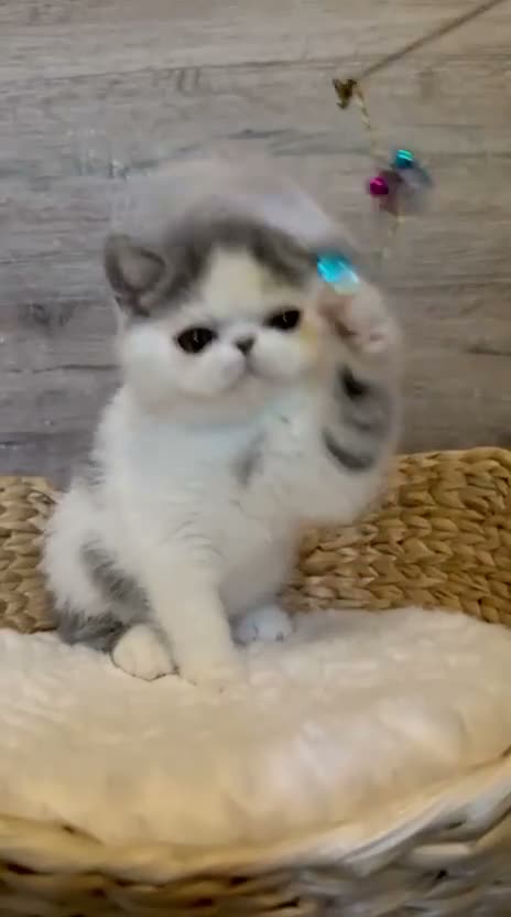 Exotic cats for sale: Outstanding Exotic Shorthair Kittens - Video 1