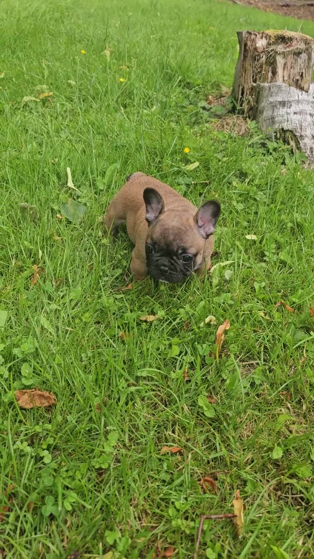 French Bulldog dogs for sale: Fawn Standard French Bulldog - Video 1