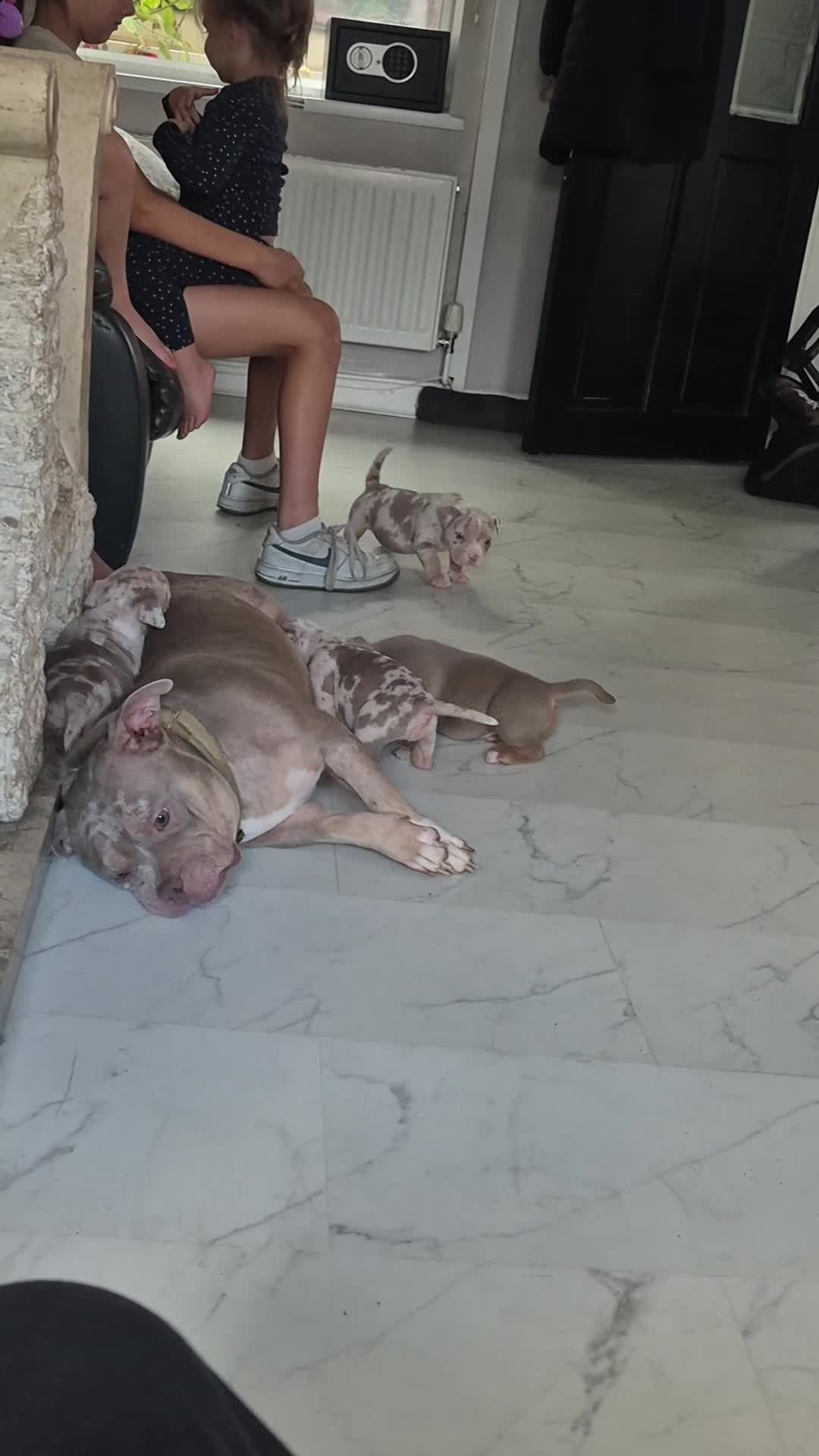 American Bully dogs for sale: American pocket bullies  - Video 1