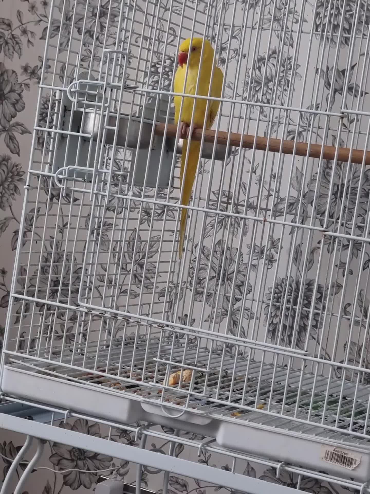 Ringnecks birds for sale: Beautiful baby lutino ringneck talking parrot  - Video 1