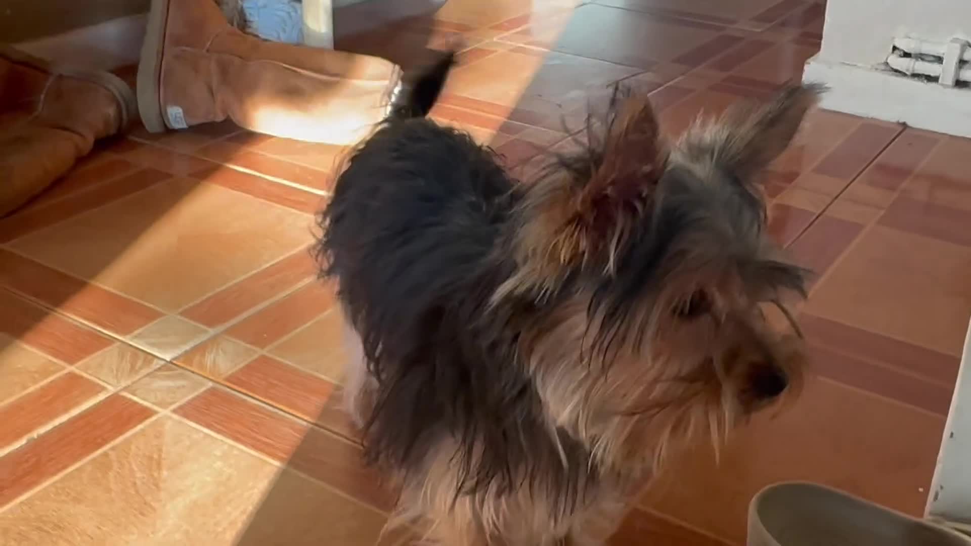 Yorkshire Terrier dogs for sale:  Beautiful Yorkshire Terrier mini Puppies tor Sale - Video 3