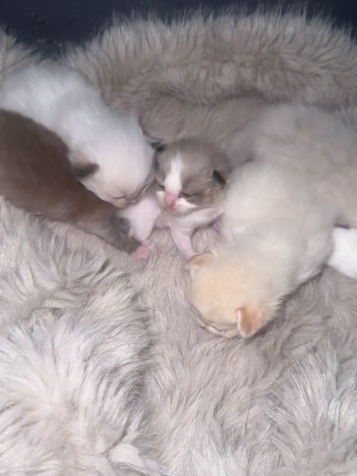 Ragdoll cats for sale: Tortie flame mink sepia tica  - Video 2