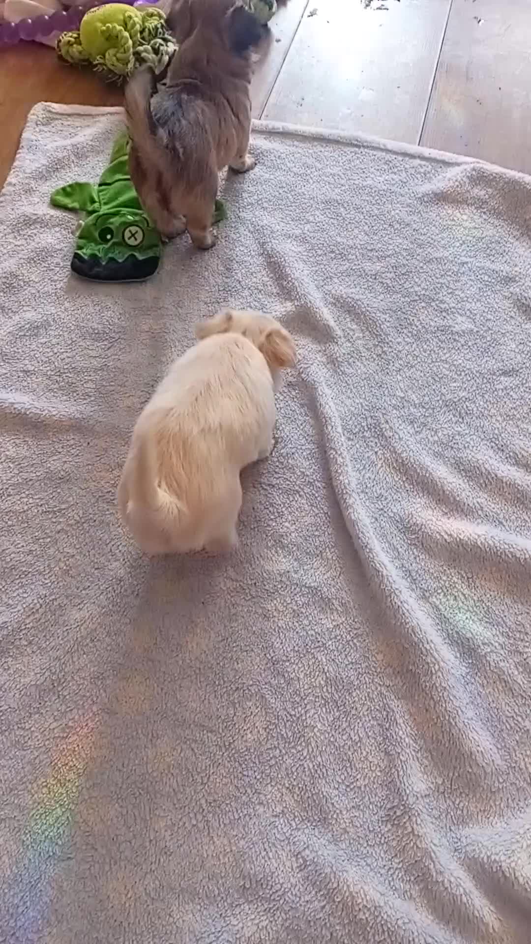 Chihuahua dogs for sale: Chihuahua puppy  - Video 1