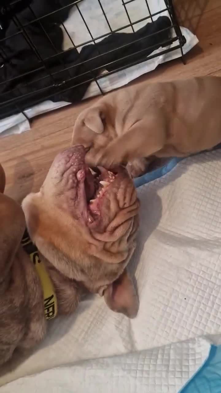 English Bulldog dogs for sale: English bulldog puppies  - Video 1