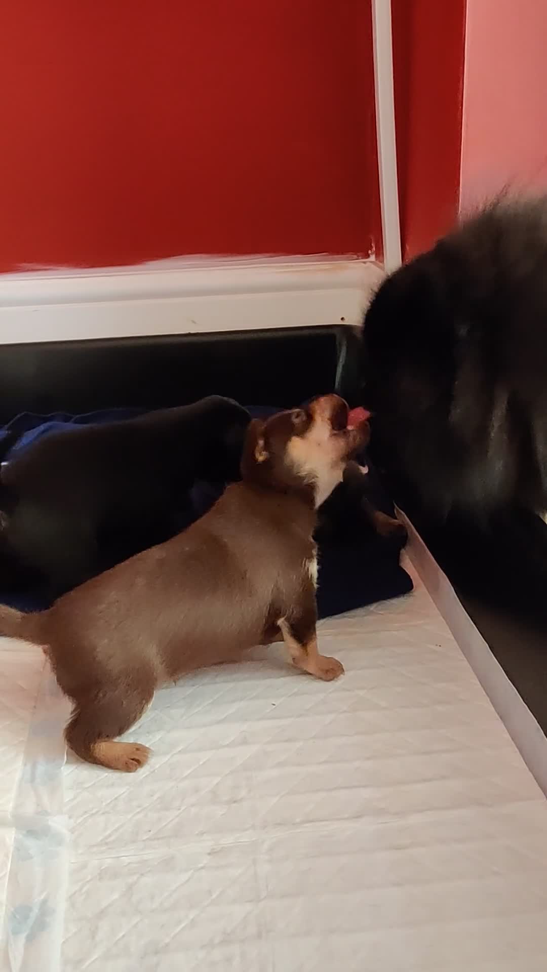 Mixed Breed dogs for sale: Dameranian Puppy for sale in Plymouth - Video 1