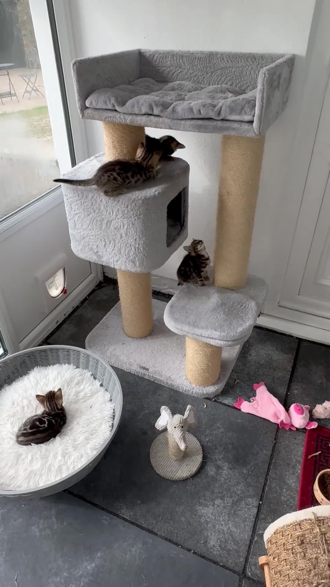 Bengal cats for sale: MARBLED & Spotted BENGALS TiCA Reg 1 kitten left  - Video 1