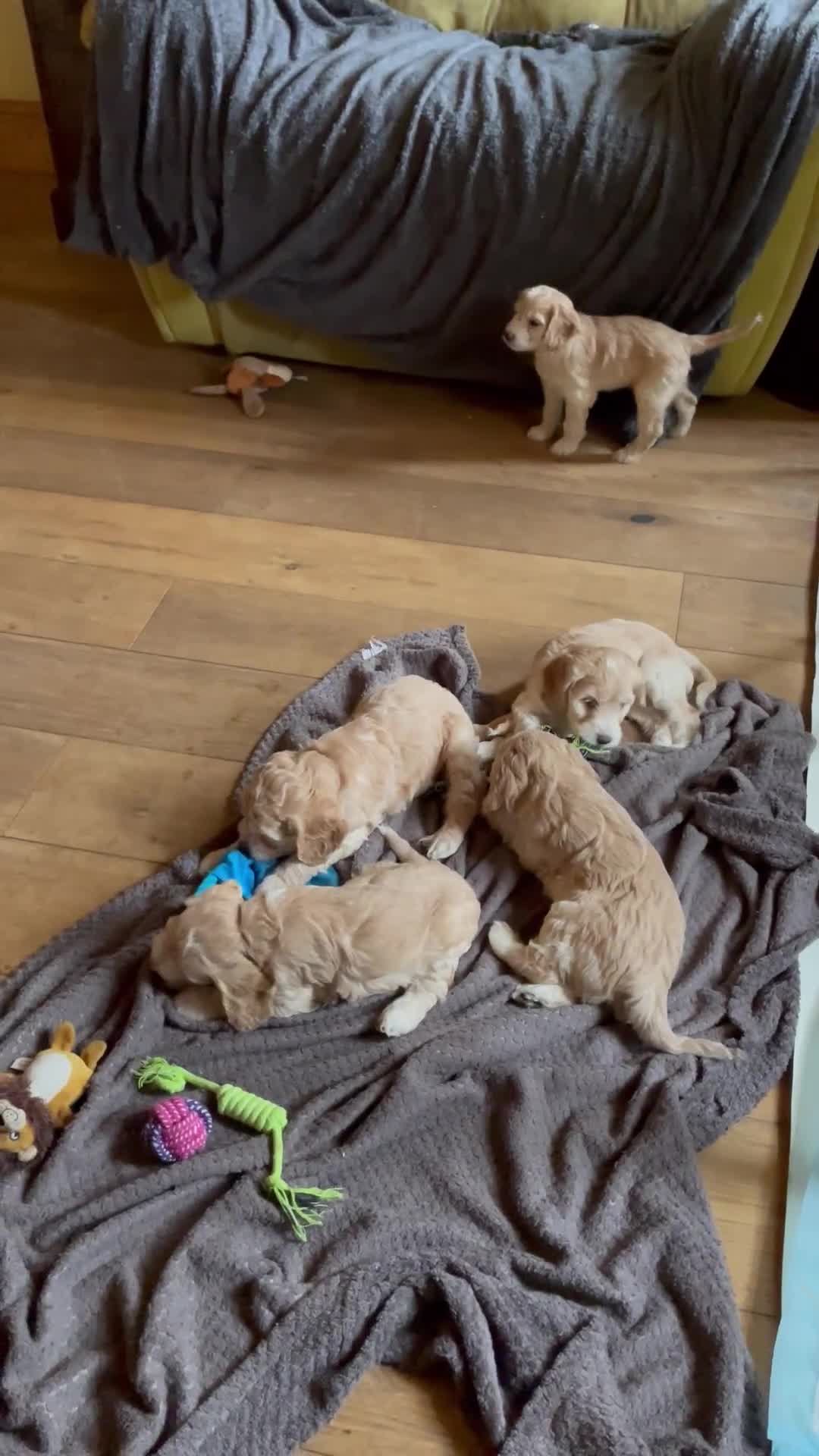 Cockapoo dogs for sale: 5⭐️⭐️⭐️⭐️⭐️RARE F1 champagne TOY Cockapoo pups!⭐️ - Video 1