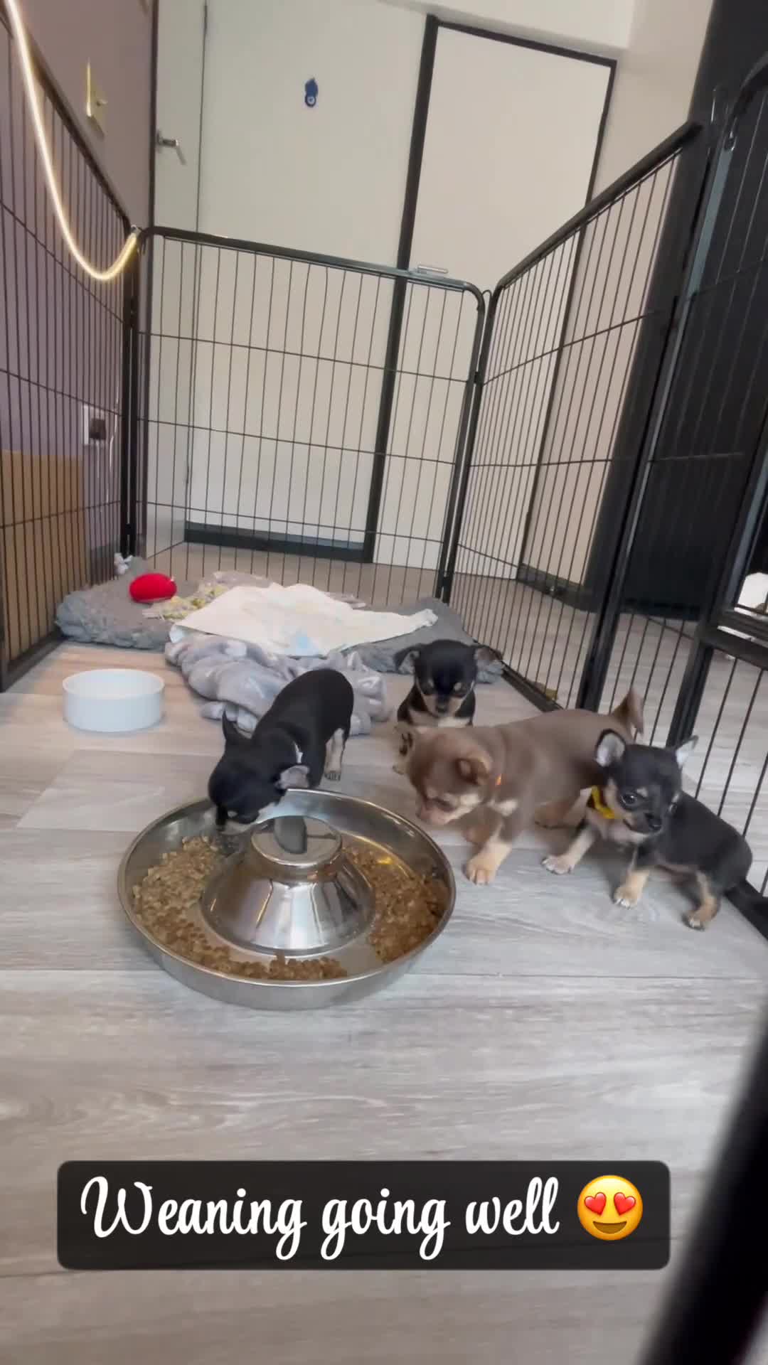 Chihuahua dogs for sale: Forever 🏡 ready KC 🇬🇧 chihuahua puppies - Video 3