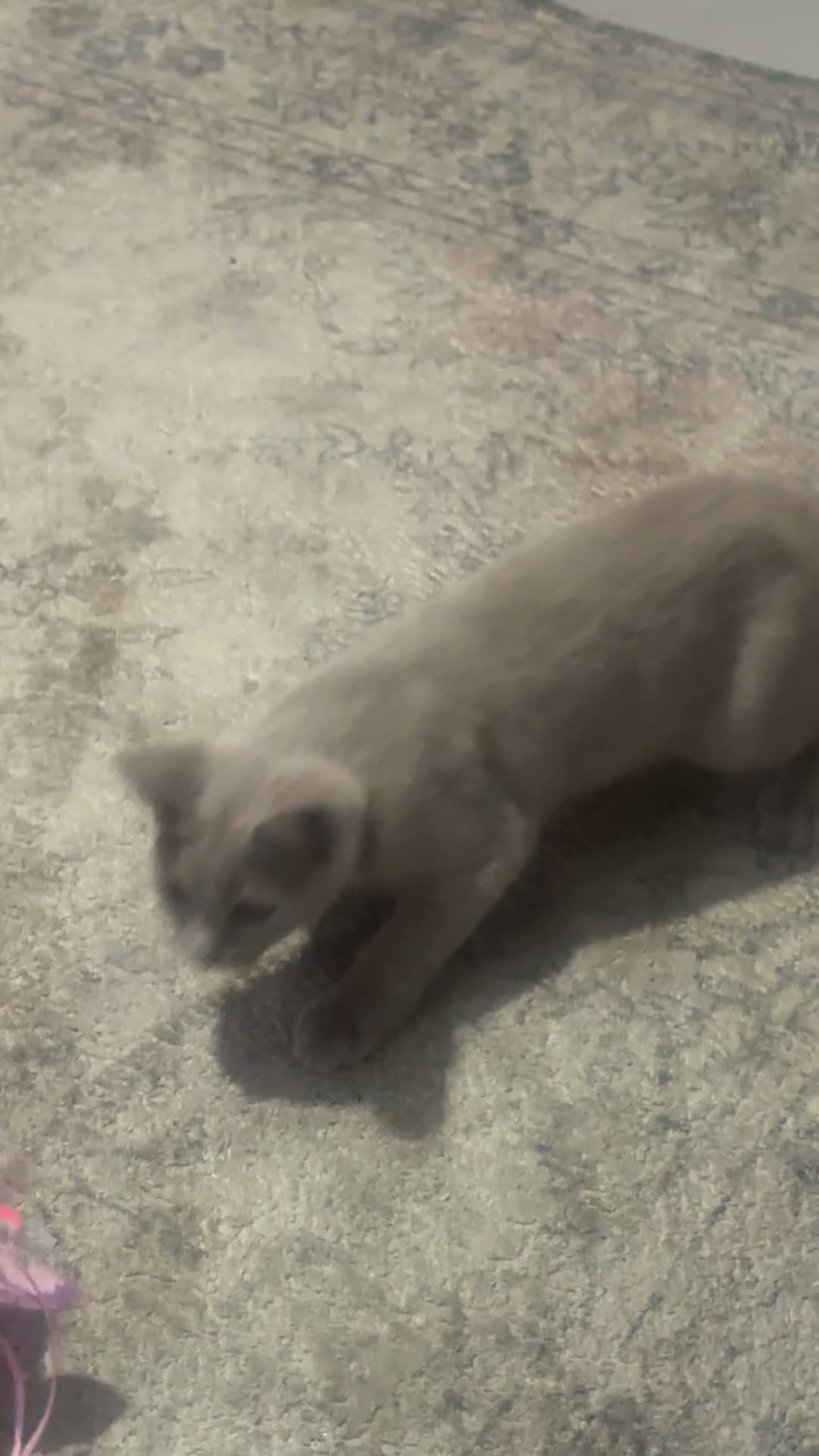 Mixed Breed cats for sale: Female Kitten 1 - Video 1