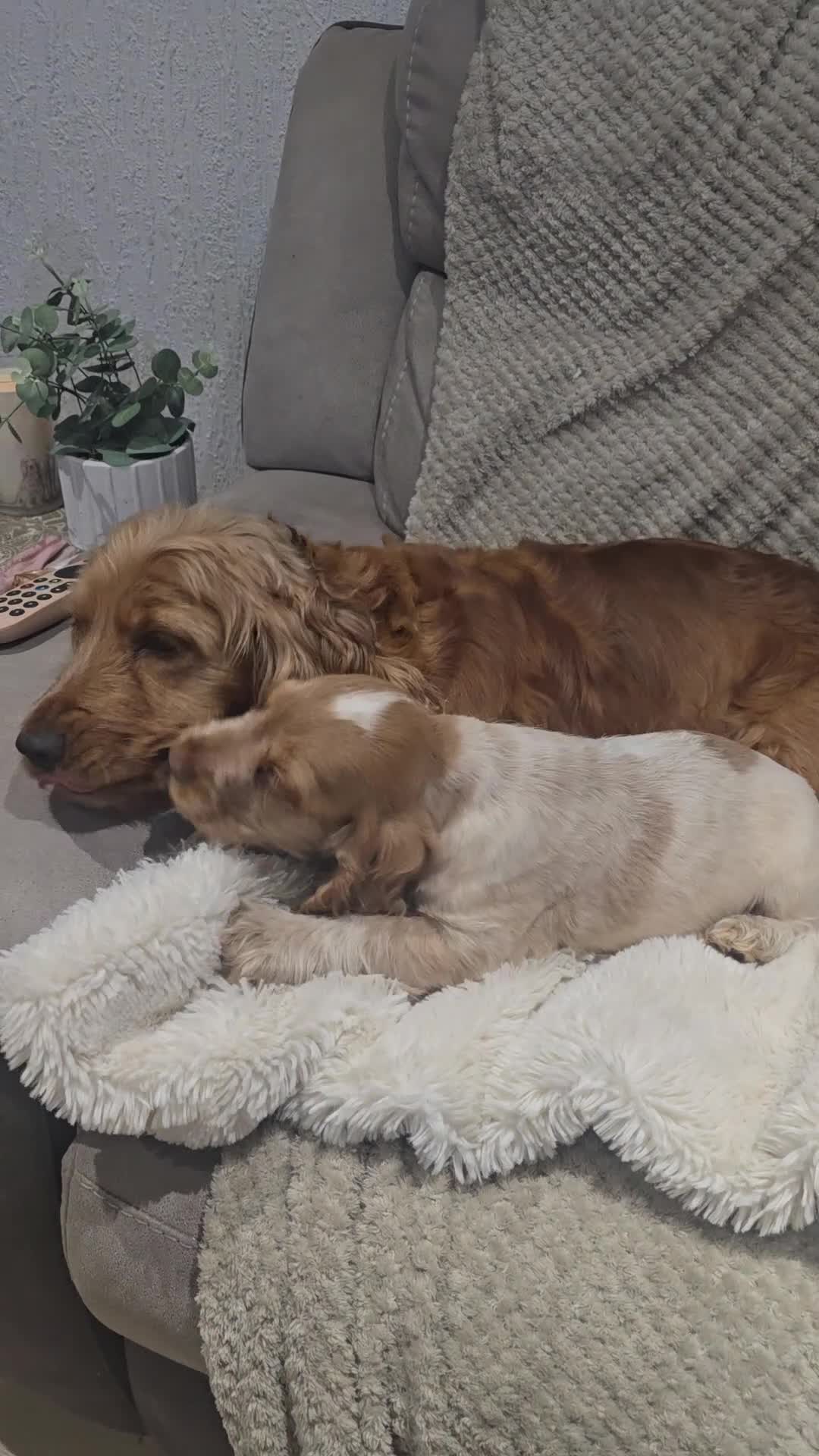 Cocker Spaniel dogs for sale: KC Health tested Show Type Orange Roan Cocker - Video 1