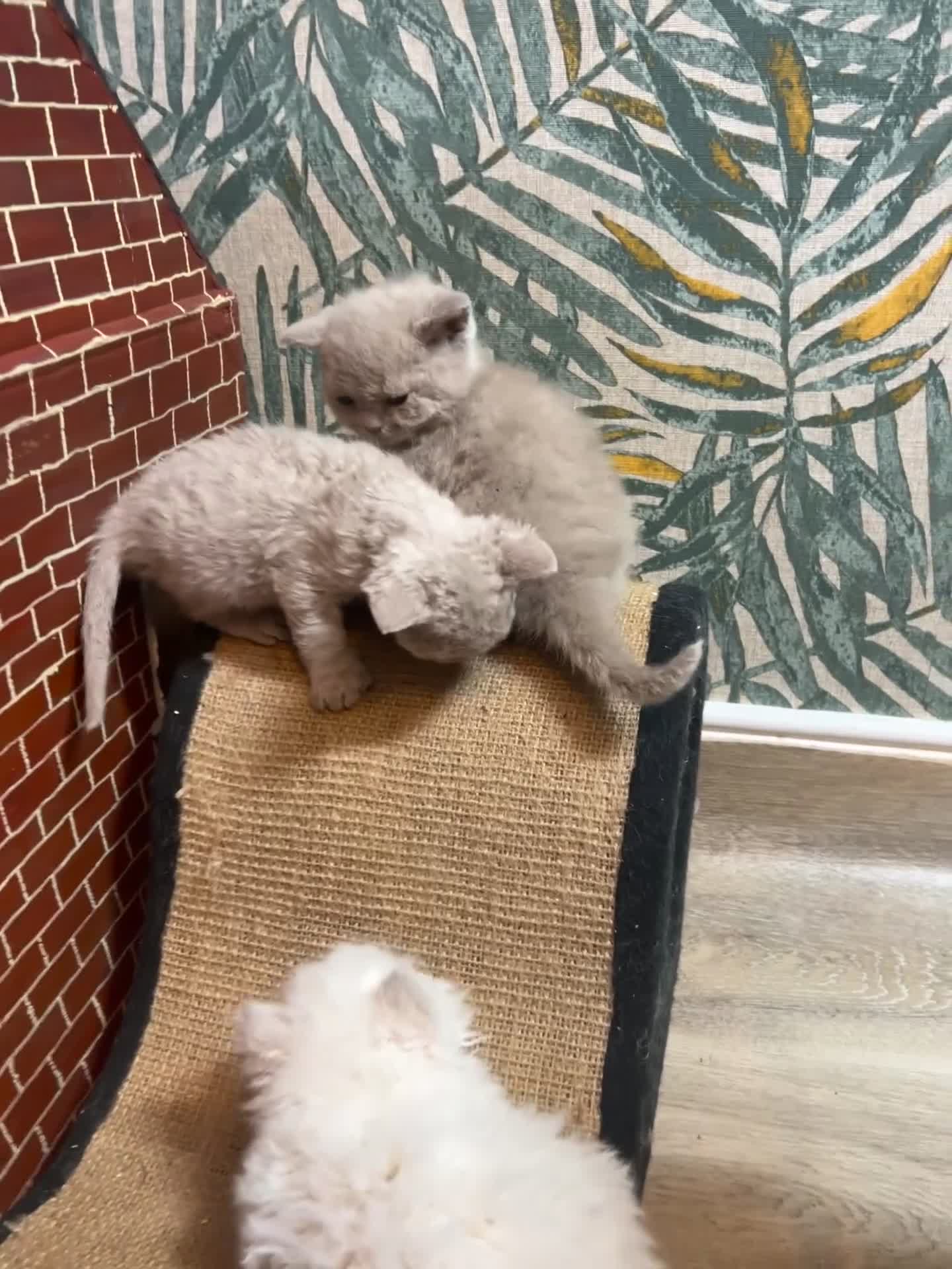 Selkirk Rex cats for sale: Selkirk rex kittens 3 boys 😺 - Video 3