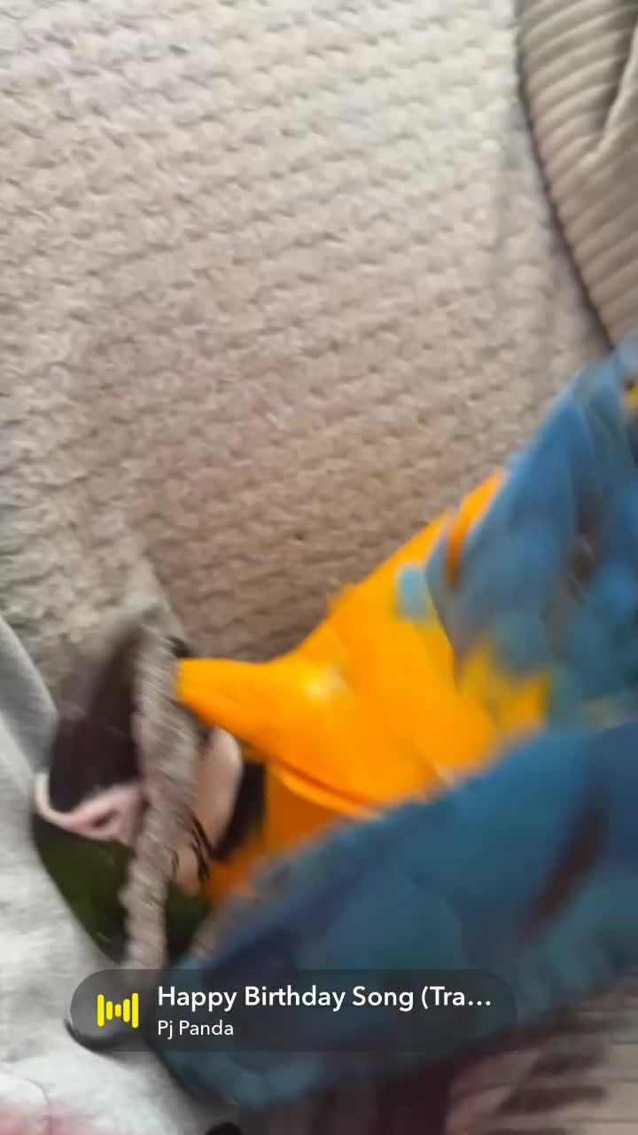 Macaws birds for sale: Beautiful macaw - Video 2