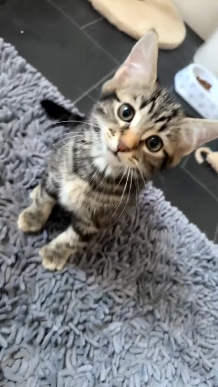 Mixed Breed cats for sale: One male available  - Video 1