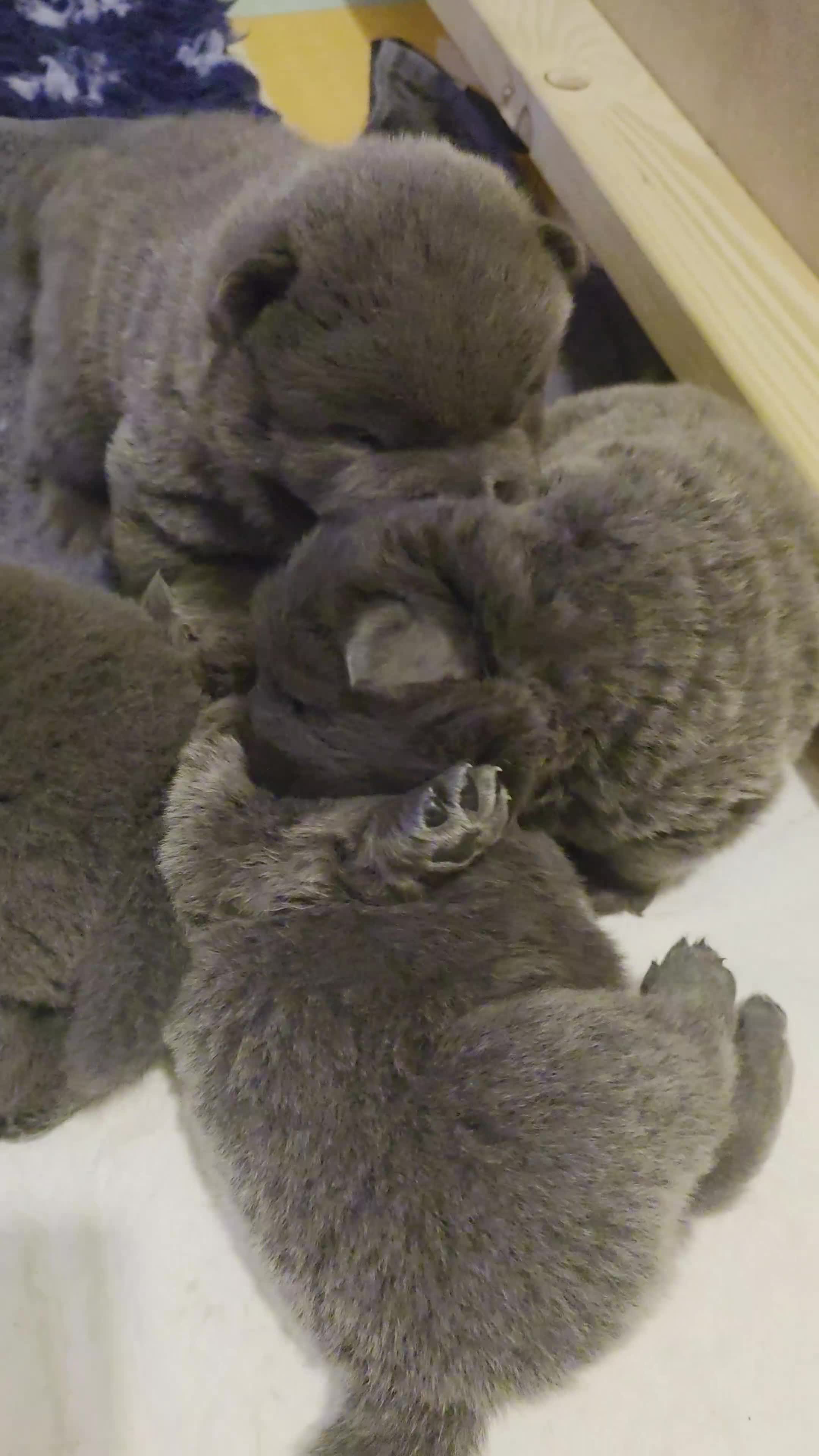 Chow Chow dogs for sale: Blue Smooth and Rough KC boys - Video 3