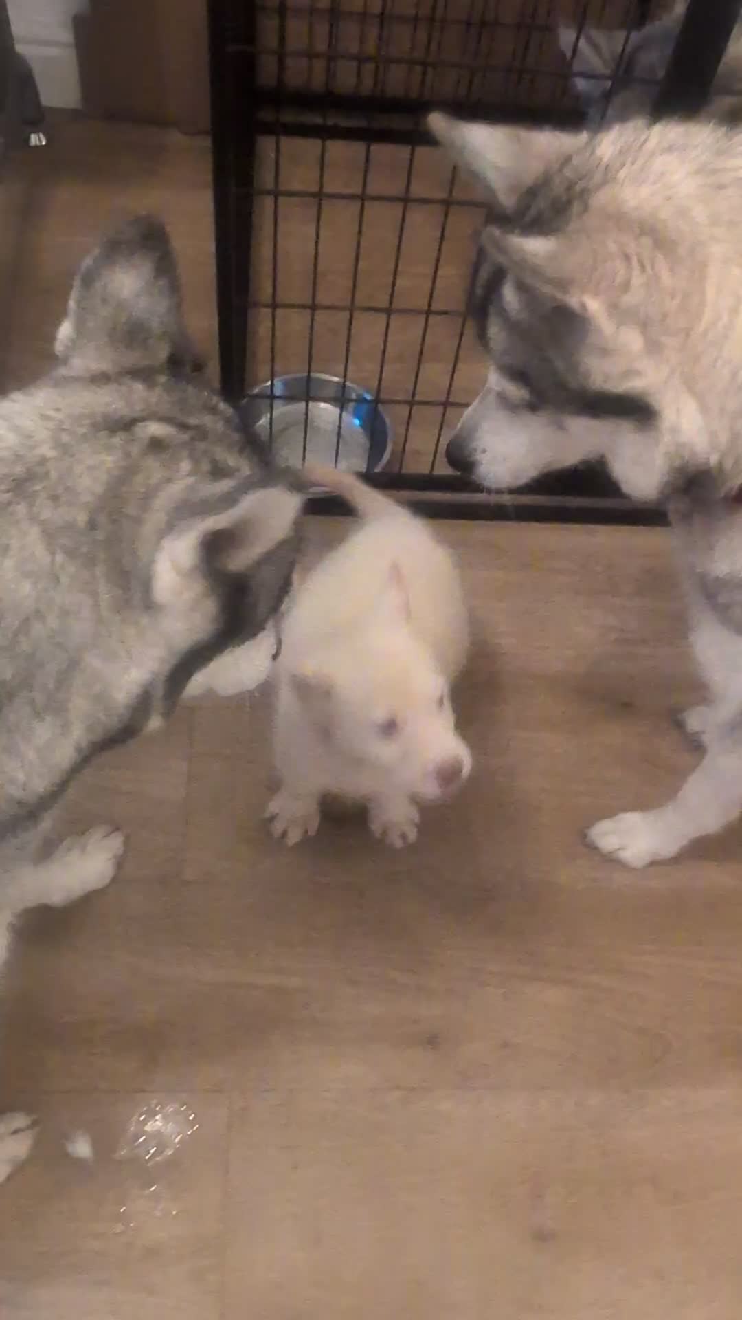 Siberian Husky dogs for sale: 5 Syberrian Husky puppies - Video 4