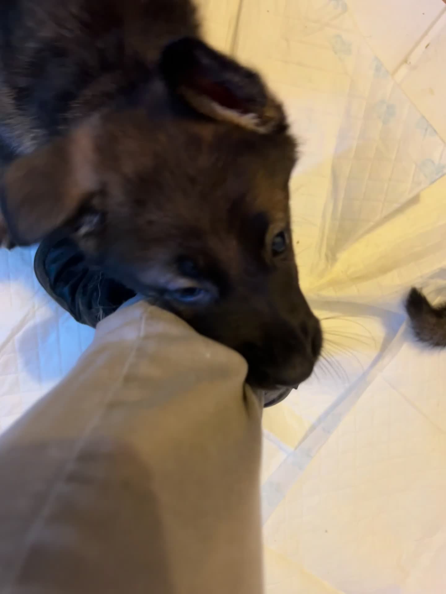 German Shepherd dogs for sale: Beautiful shepherd pups, ALL NOW RESERVED ☺️ - Video 3