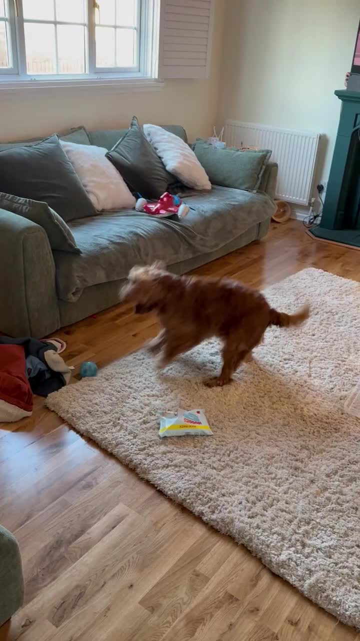 Cocker Spaniel dogs for sale: Cocker Spaniel (6 years old) - Free - Video 1