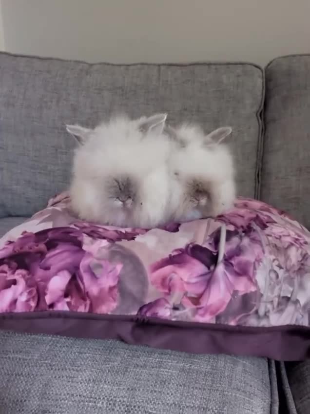 Lionhead rabbits for sale: Beautiful lion head bunnies for sale in Wolverhampton - Video 1
