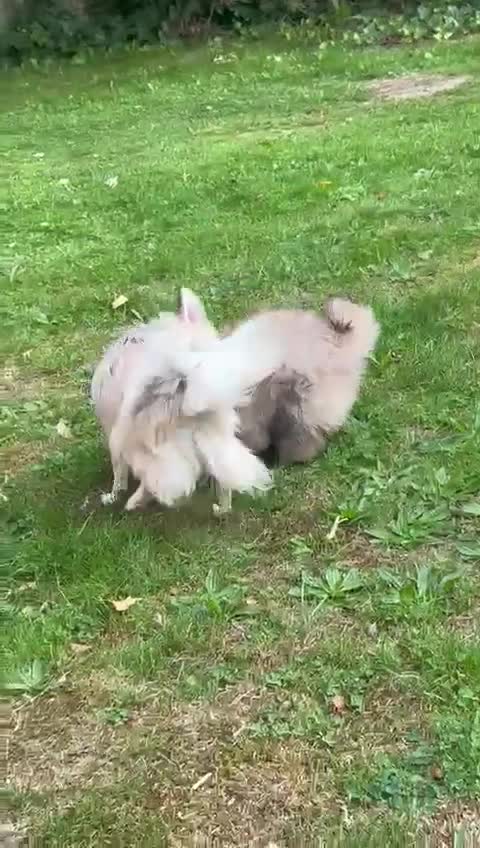 Pomeranian dogs for sale: Pomeranian - Video 1