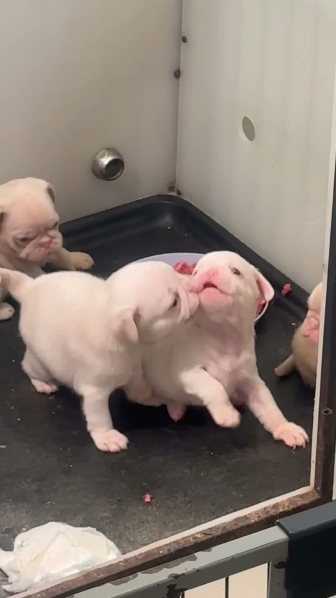 Pug dogs for sale: Stunning litter of 4 Prestige KC reg Pink Pug Pups - Video 2