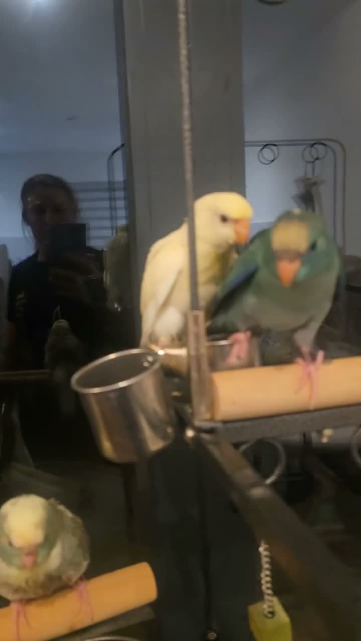 Parakeets birds for sale: Kakariki babies  - Video 1