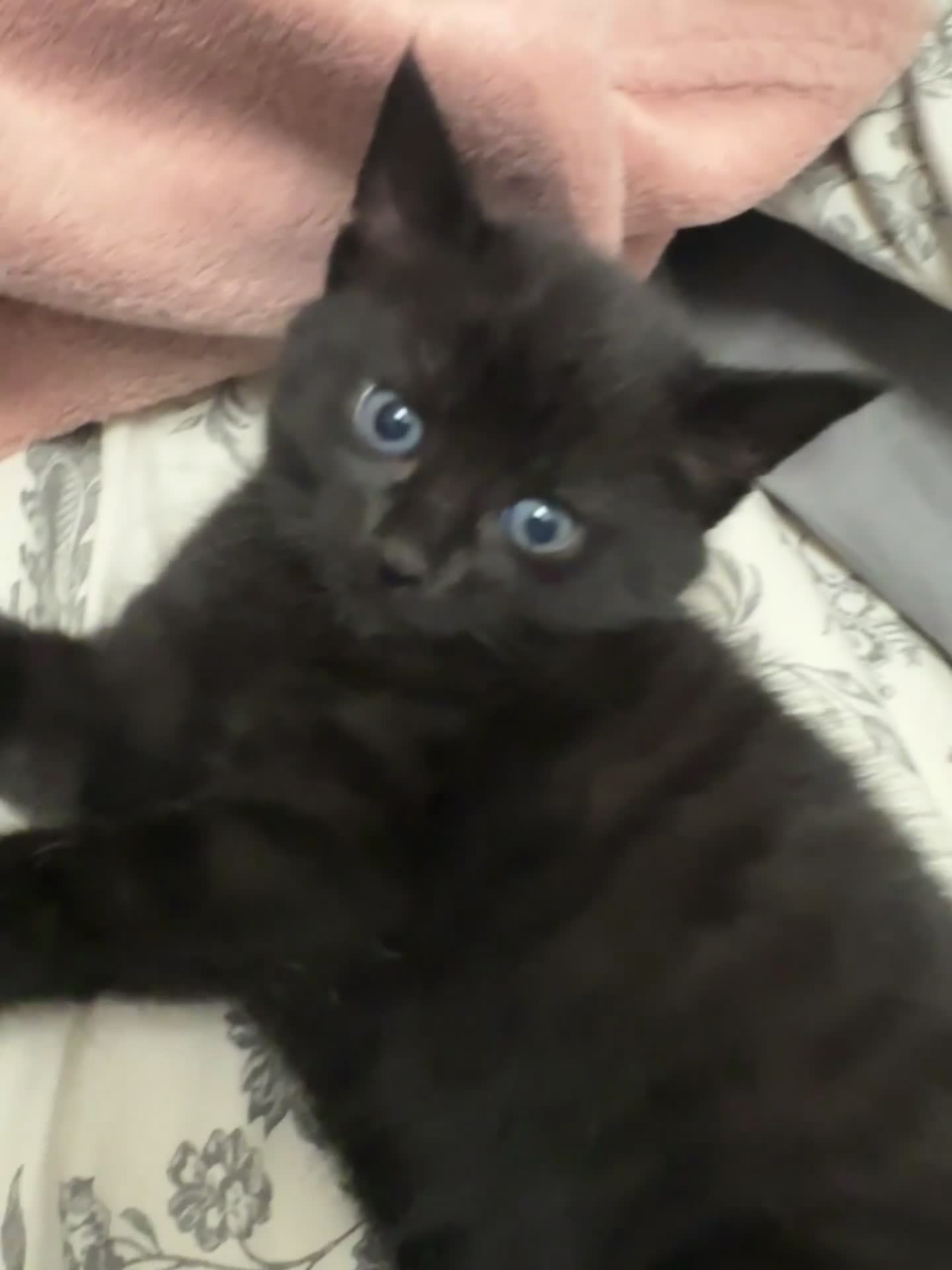 Mixed Breed cats for sale: Beautiful Black Kittens Looking for Loving Homes - Video 2