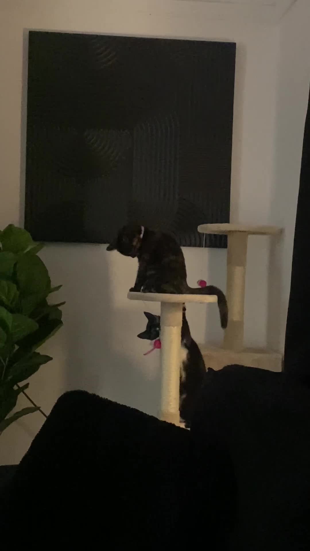 Mixed Breed cats for sale: 2 female kittens  - Video 1