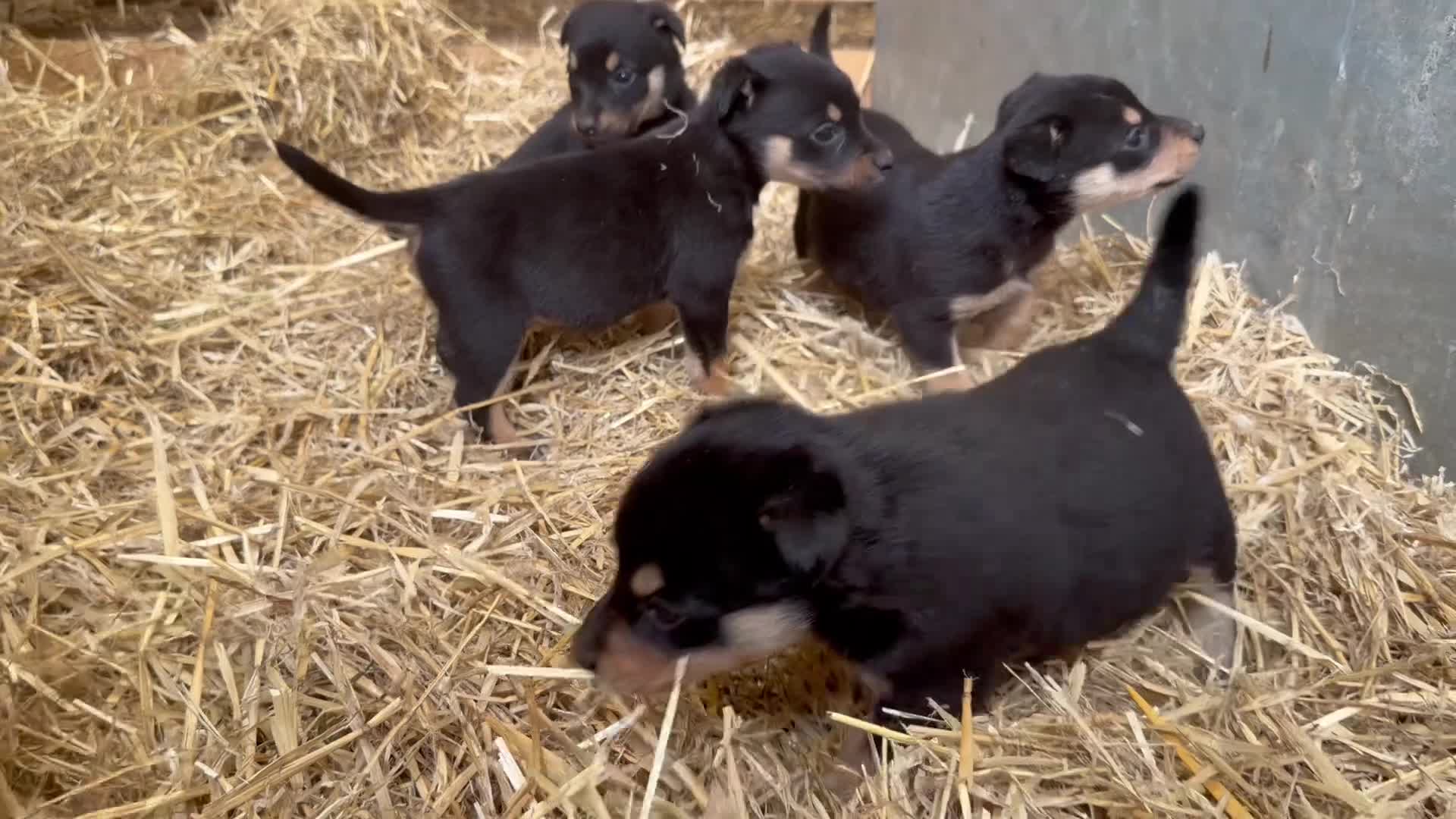 Australian Kelpie dogs for sale: Pure Bred Kelpie pups - Video 2