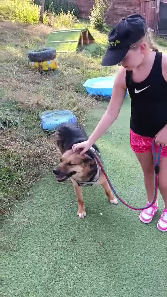 Mixed Breed dogs for adoption: BRUTUS - Video 1