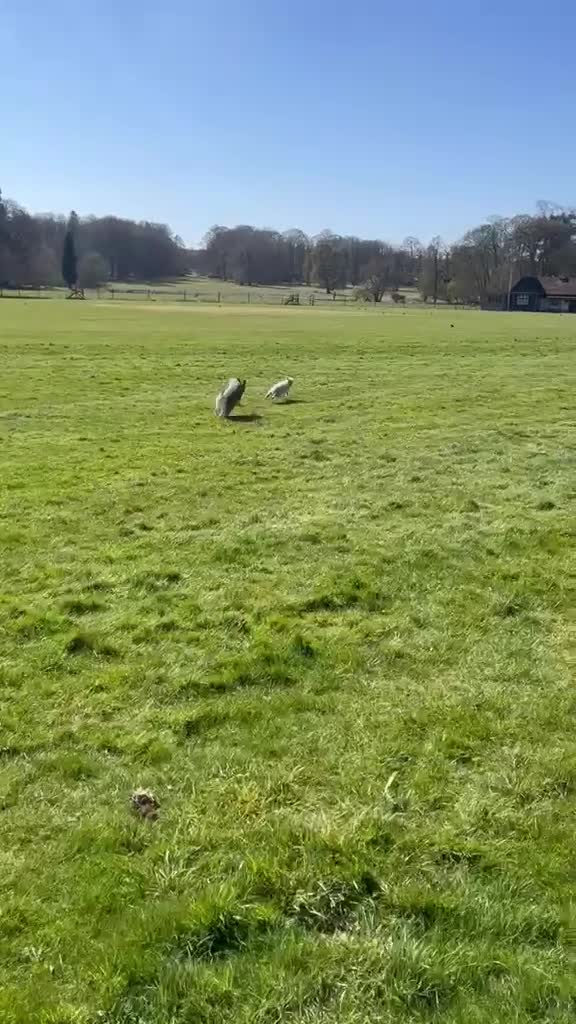 Siberian Husky dogs for adoption: Sunning 🐺 BILLY 🐺 - For An Experienced Home ❤️ in Newark - Video 4