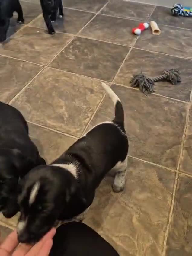 Mixed Breed dogs for sale: show cocker x pups - Video 1