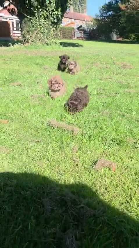 Shihpoo dogs for sale: Ready now toy shihpoos vaccinated. - Video 1