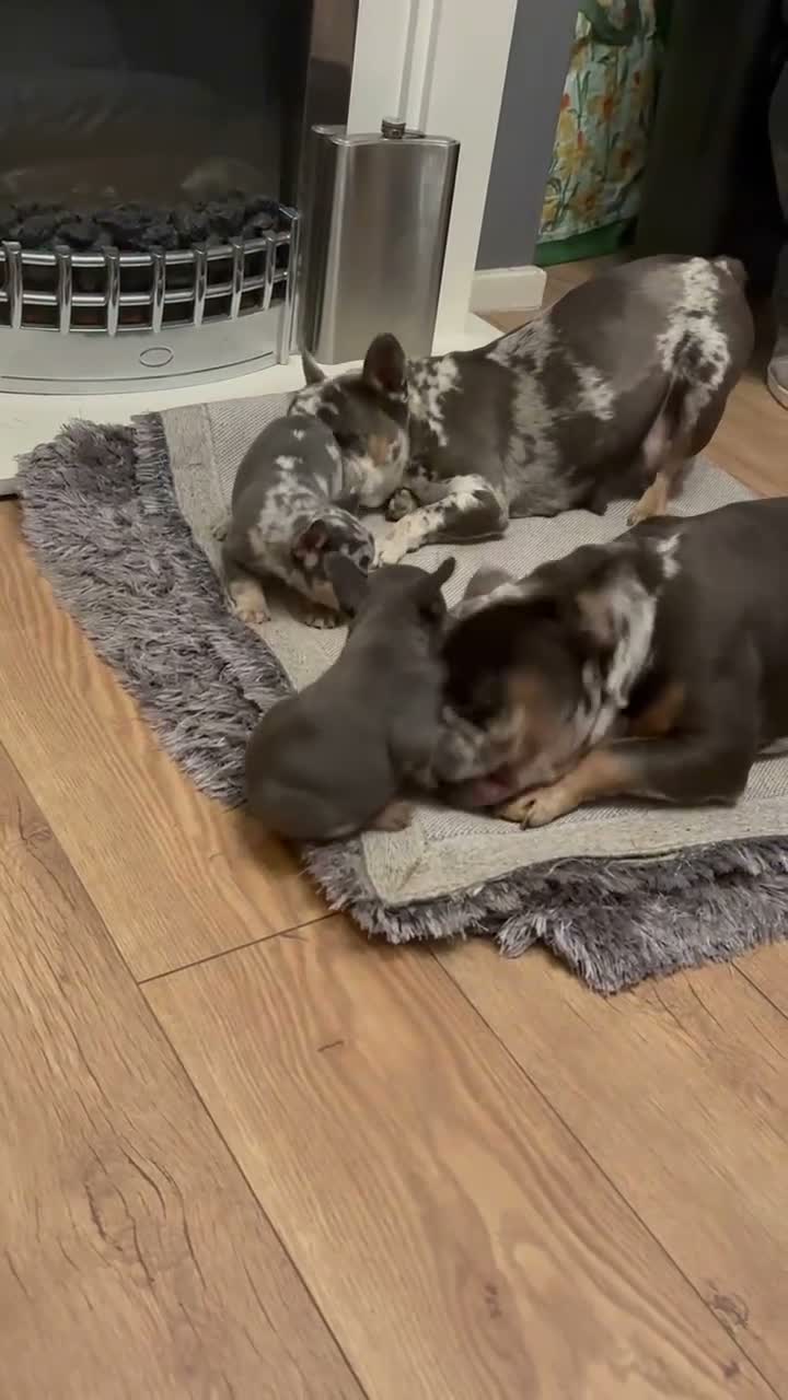 French Bulldog dogs for sale: 2 beautiful female French bull puppies  in Stockton-on-Tees - Video 2