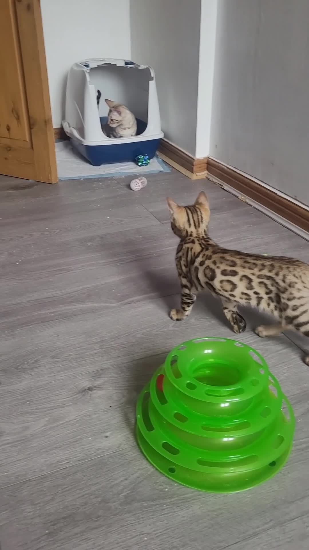 Bengal cats for sale: Bengal kittens (Tica registered) 2 boys left - Video 4